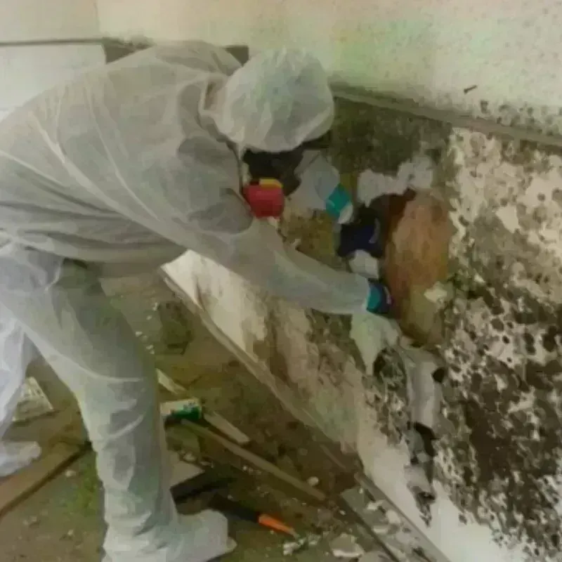 Mold Remediation and Removal in Rehoboth Beach, DE